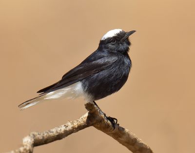 White-crowned Black Wheatear 