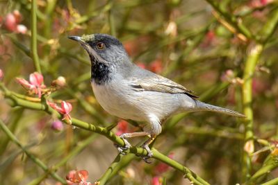 Ruppell's Warbler