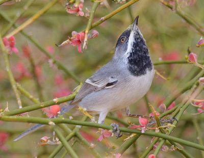 Ruppell's Warbler