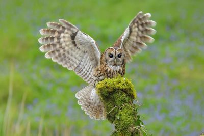Tawny Owl 