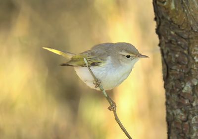 WESTERN-BONELLI'S WARBLER