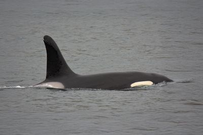 WILDLIFE & CETACEANS IN BRITAIN