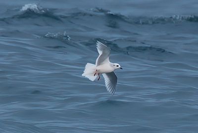 ROSS'S GULL