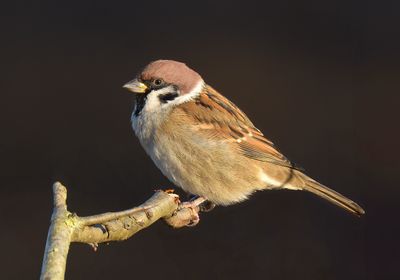Tree Sparrow