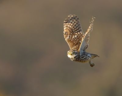 Little Owl 