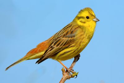 Yellowhammer