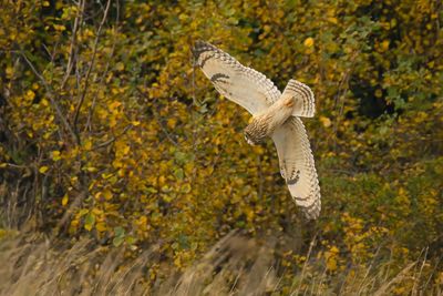 Short-eared Owl