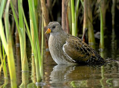Spotted Crake