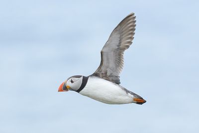 Puffin 