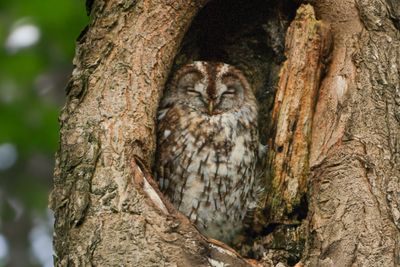Tawny Owl