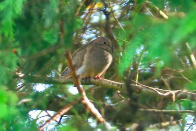 Mourning Dove 