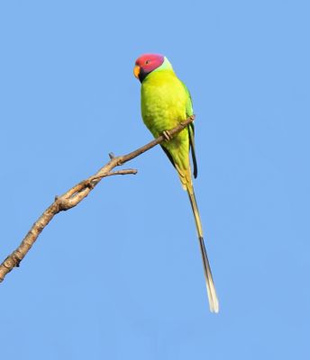 NORTHERN INDIA, NOVEMBER/DECEMBER 2018