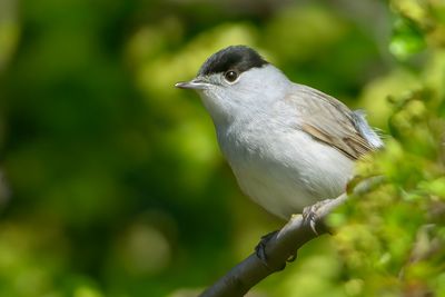 Blackcap