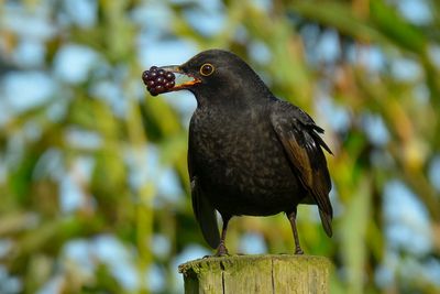 Blackbird 
