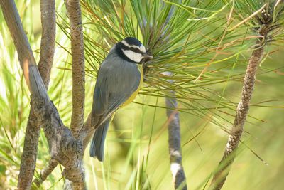 African Blue Tit