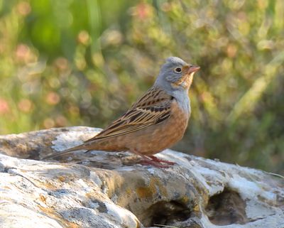 Cretzschmar's Bunting
