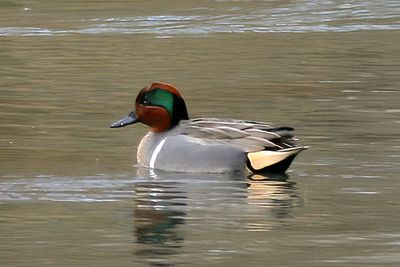 Green-winged Teal 