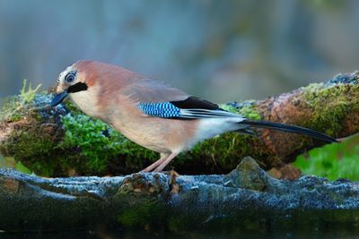 Jay 