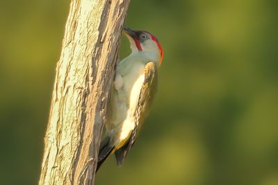 Iberian Green Woodpecker