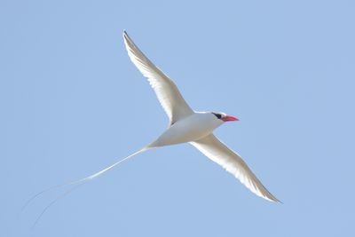 Red-billed Tropicbird