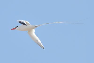 Red-billed Tropicbird