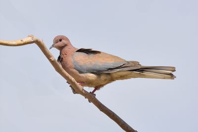 Laughing Dove 