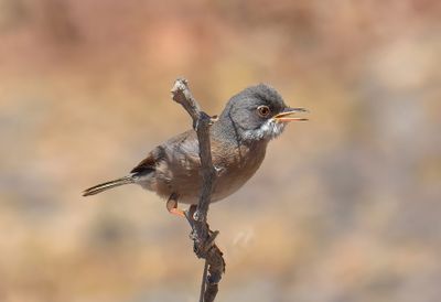 Spectacled Warbler