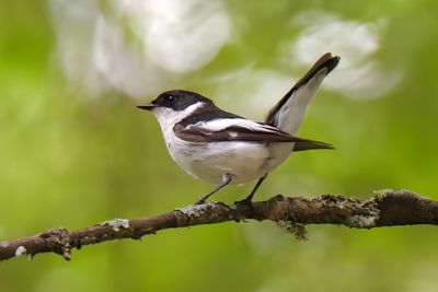 Semi-colared Flycatcher 