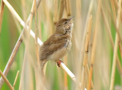 Savi's Warbler 