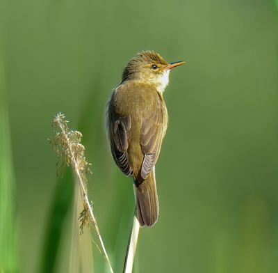 Marsh Warbler