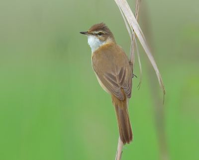 Paddyfield Warbler 005.1.jpg