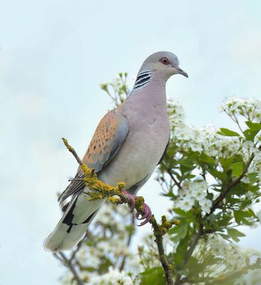 Turtle Dove