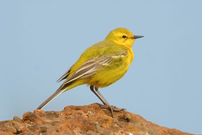 YELLOW WAGTAIL