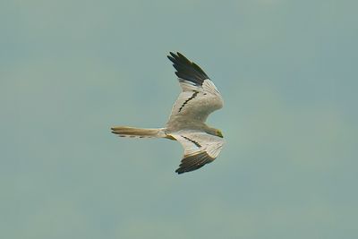 Montagu's Harrier 