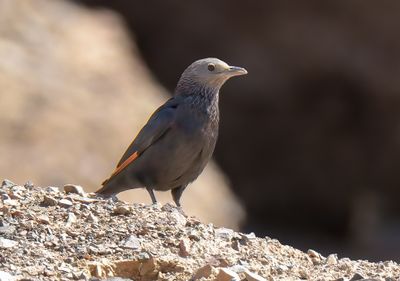 ISRAEL, MARCH 2019