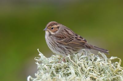 LITTLE BUNTING