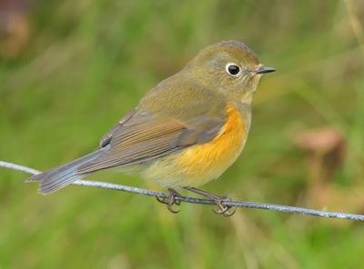 Red-Flanked Bluetail