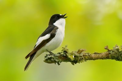 Pied Flycatcher 