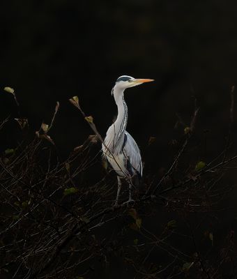 Grey Heron 