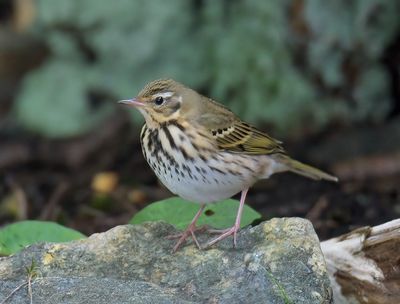 Olive-backed Pipit 
