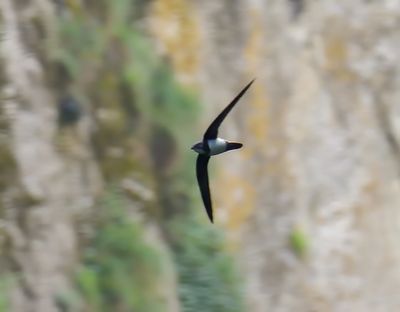 Alpine Swift 