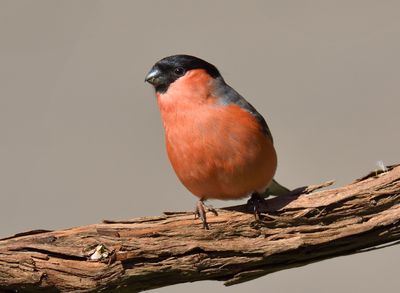 Bullfinch