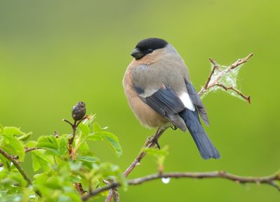 Bullfinch 