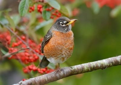 AMERICAN ROBIN