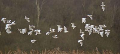 Cattle Egret 