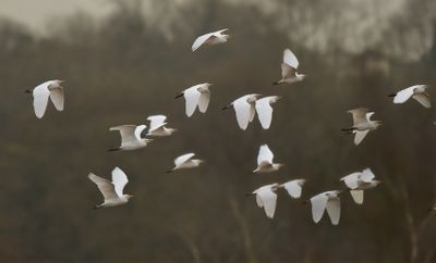 Cattle Egret 