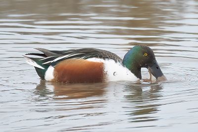 Shoveler 