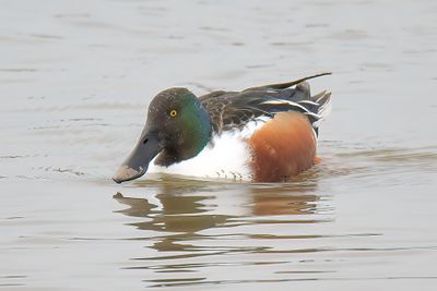 Shoveler 