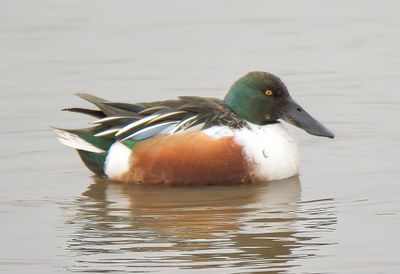 Shoveler 