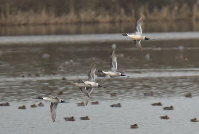 Pintail 
